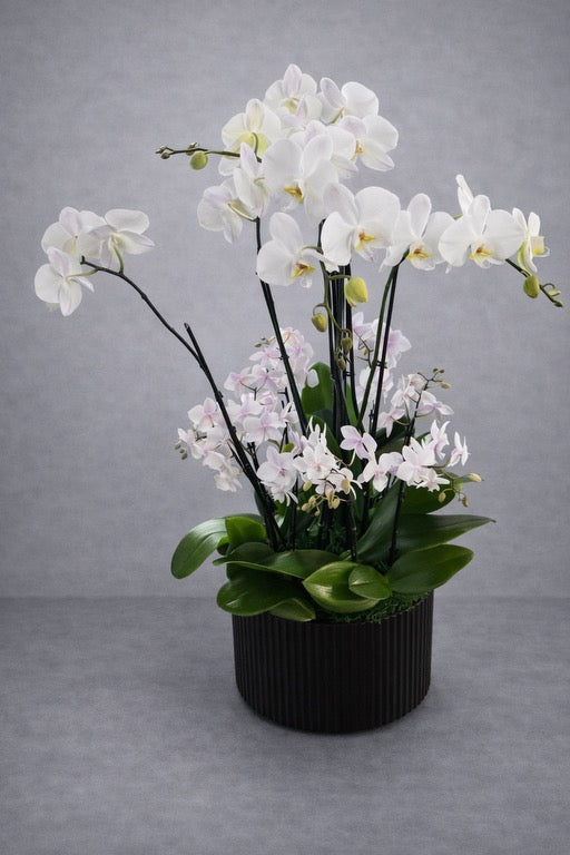 16 Stem White Phalaenopsis Orchid Arrangement