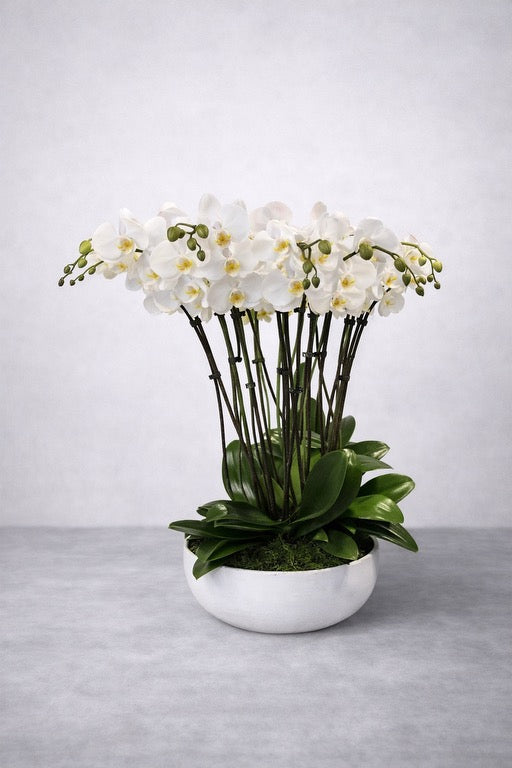 10 Stem White Phalaenopsis Orchid Arrangement